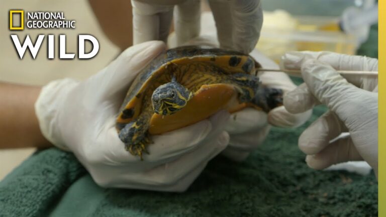 Cleaning a Dirty Turtle | Critter Fixers: Country Vets