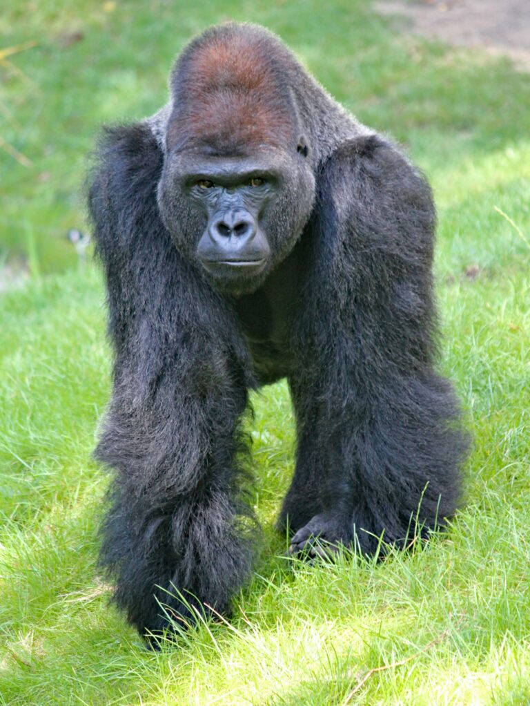 Oldest Male Gorilla in the world, Ozzie, Dies at Atlanta Zoo
