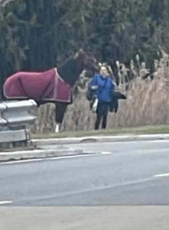 picture of horse involved in car crash