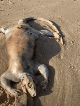 photo of weird creature washed on beach