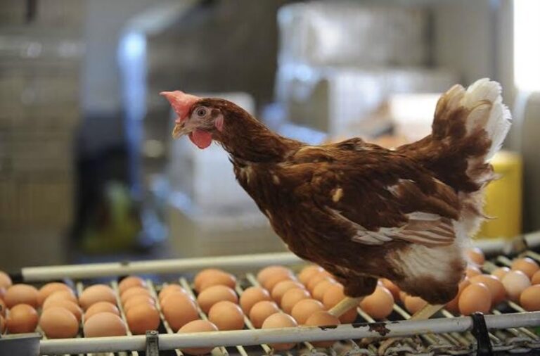 Highly Contagious Avian Flu Found On Commercial Pennsylvania Poultry Farm