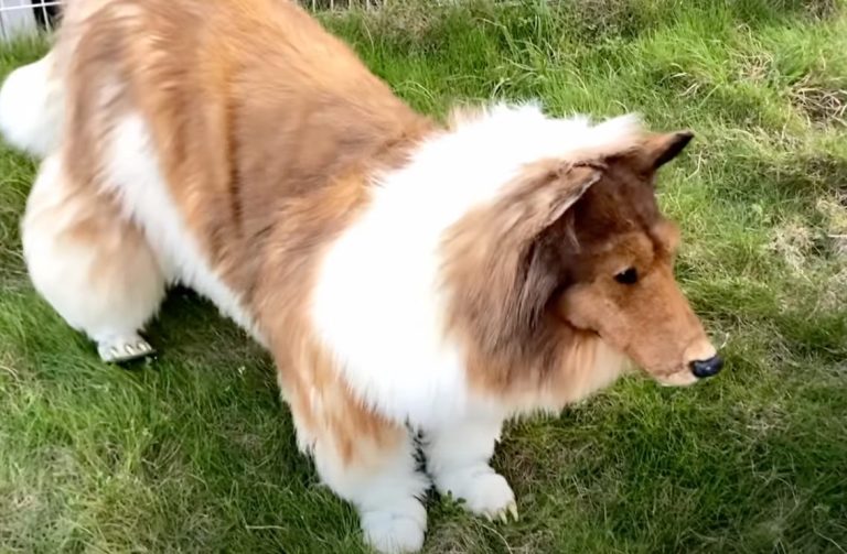 Man Spends 20k To Become a Dog (video)
